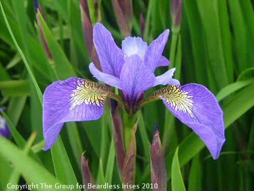 Mainstream Spring (Sibcolor) 3